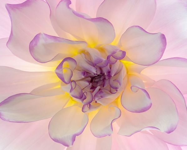 Washington-Seabeck Glowing dahlia flower close-up